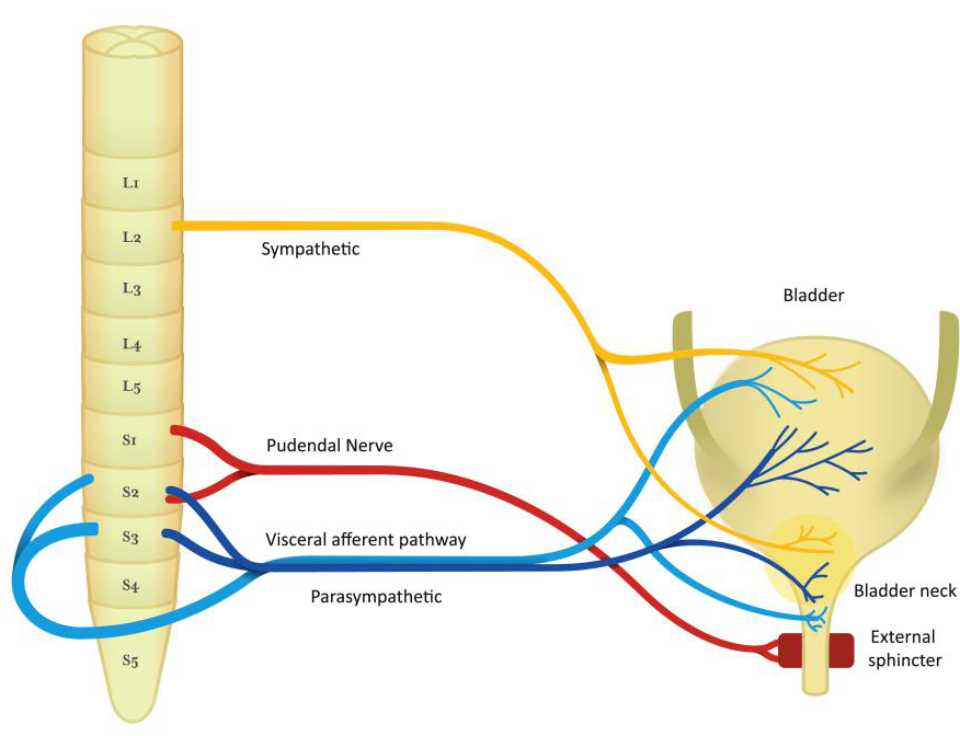 Transcutaneous Electrical Nerve Stimulation and Percutaneous Tibial Nerve  Stimulation to Treat Idiopathic Nonobstructive Urinary Retention: A  Systematic Review - European Urology Focus