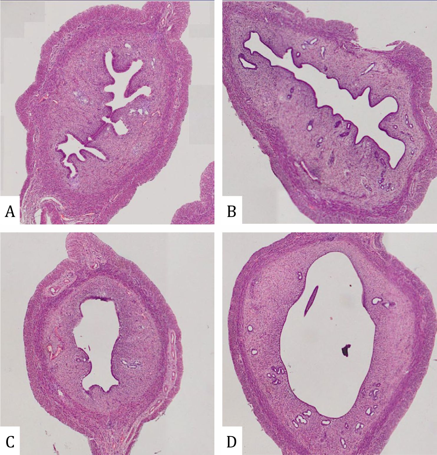 2. LM micrographs of Chaetoceros rotosporus sp. nov., strain DY6.